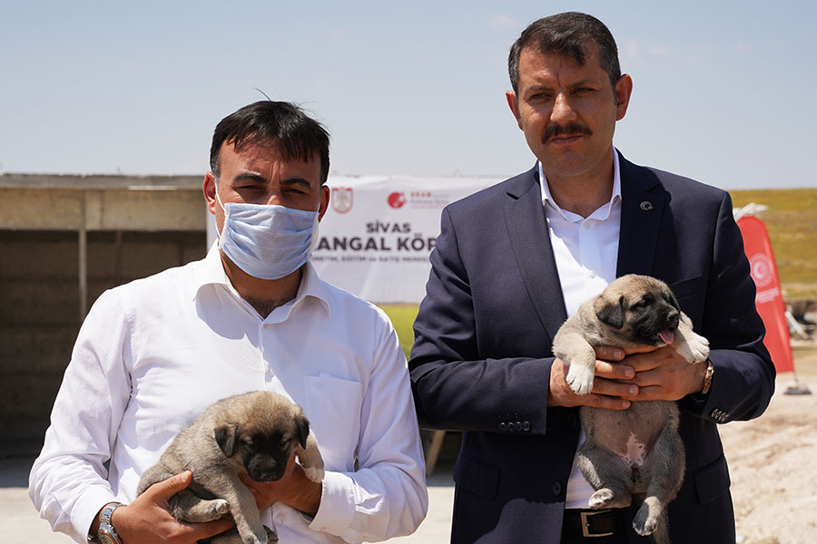 Sivas Kangal Köpeği Üretim, Eğitim Ve Koruma Projesi’ne Güdümlü Proje Desteği