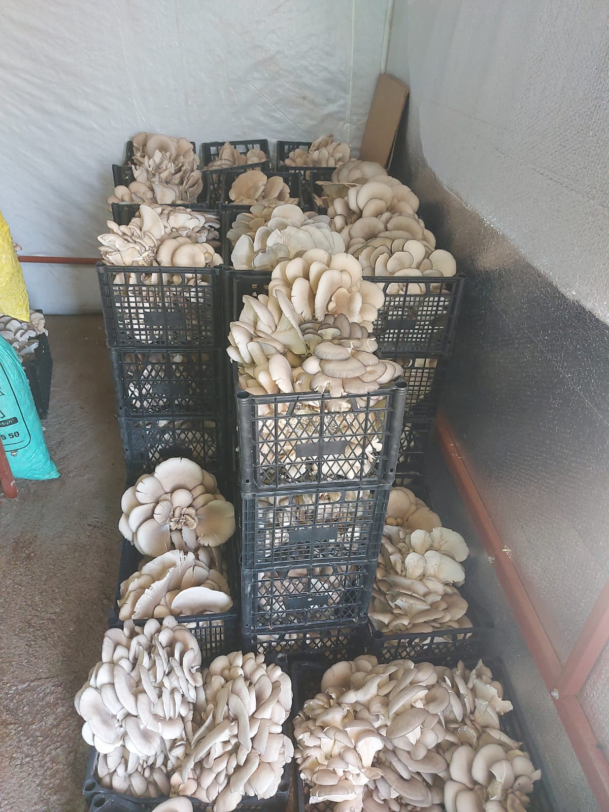 Anadolu Kadınları Mantar Üretiyor